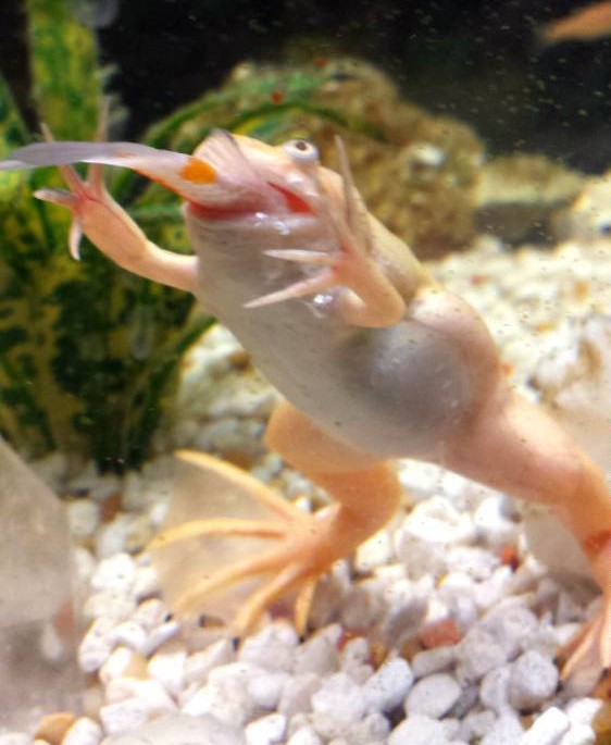 Putting small fish in the same aquarium as a frog is probably not a smart idea. A couple found that out the hard way when they decided to get some friends for their pet amphibian. Jameson, who did not give his last name, had a gut feeling his African Clawed frog might see the new koi carp fish as an easy lunch. However, trusting the advice of the pet store that all would be fine in the fish-tank, the koi were introduced to their new home. But things didn’t go well when they met Michigan J. Frog. ‘No sooner did I barely have a chance to blink did I see a rapid movement from the frog,’ said Jameson’s girlfriend Jamie, who purchased the fish. ‘I looked down and saw the majority of the koi’s head in his mouth. His effortless attack on this fish was insane. ‘Most of the fish was still hanging out of his mouth so I started knocking on the tank with my knuckles really hard hoping since he was right at the front he would freak out and let my fish go before he was an official goner.’ It doesn’t look like she had much luck judging by the pictures. 