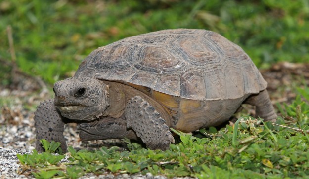 Orlando Weekly- Gopher tortoises don't swim. They sink. However, a recent SnapChat from a Florida woman shows her "saving" a poor gopher tortoise by hurling it into a lake. "Here's a little note to self to anyone who finds a turtle – save it. Don't just leave it on the road. They're so cute," says the woman, holding the doomed reptile.   "Turtle saving is a hobby," she proclaims before sending the little guy to a watery grave.  Apparently Floridians tossing gopher tortoises into water is a recurring problem. This unfortunate turtle death comes only 5 months after a string of incidents where people "helped" tortoises into the ocean. News13 even ran a story titled, "Gopher tortoises don't swim. Don't help them into the ocean." According to the the FWC, gopher tortoises are a threatened species and are currently protected under Florida state law. 