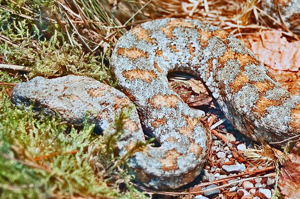 Mirror- A man's penis almost withered up and died after he was bitten by a poisonous snake while urinating in a field. The farmer, who had been caught short and was urinating in a field, waited for three hours before the pain became unbearable and he rushed to A&E. Doctors inspected the 46-year-old's member which had become grossly swollen and was covered in blisters where the bite had made its impact. According to the New England Journal of Medicine, the fang marks were obviously visible leading them to search for an antidote. The incident, which happened in the Himalayas, shocked doctors who probed the man for information on what the creature looked like. He identified the serpent by using the name ‘gunas’ which was then discovered to be a Levantine viper. Doctors began to notice the man's blood was clotting rapidly as the venom travelled around his body and injected him with a drug that neutralised the poison. He was left in hospital for three days following the attack - and had black wounds where the viper punctured his penis due to necrosis which causes the tissue to wither and die. The medics at the Sher-i-Kashmir Institute of Medical Sciences, Srinagar, India subsequently checked up on the unlucky man - and discovered that after four days after he was discharged that the swelling on his penis had decreased. Snakes bite around five million people worldwide each year and cause 100,000 deaths. Several hundred thousand suffer amputations or other disabilities as a result of the venom.