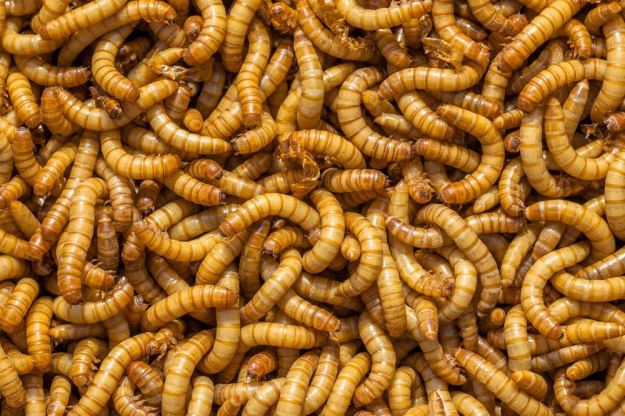 (CNN)Plastic, long considered nonbiodegradable and one of the biggest contributors to global pollution, might have met its match: The small, brownish, squirmy mealworm. Researchers have learned that the mealworm can live on a diet of Styrofoam and other types of plastic. Inside the mealworm's gut are microorganisms that are able to biodegrade polyethylene, a common form of plastic, according to new studies published in Environmental Science and Technology by co-authors Professor Jun Yang and his doctorate student Yu Yang of Beihang University, and Stanford University engineer Wei-Min Wu. "The findings are revolutionary. This is one of the biggest breakthroughs in environmental science in the past 10 years," Wu said in an interview with CNN. He added that the findings could help solve the plastic pollution problem affecting the world. The research documented 100 mealworms that consumed 34 to 39 milligrams of Styrofoam, which is about the weight of a pill, every day. Scientists also paid attention to the mealworms' overall health and saw larvae that ate a diet subsisting strictly of Styrofoam were as healthy as mealworms eating a normal diet of bran. Researchers found that mealworms transformed the plastic they ate into carbon dioxide, worm biomass and biodegradable waste. This waste seemed safe to use in soil for plants and even crops, the studies said. Being able to find insects that can safely degrade plastic is critical to potential pollution management because other insects such as cockroaches can also consume plastic, but they have not shown biodegradation, Wu said. 