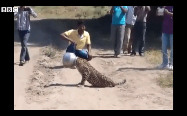1 October 2015 Last updated at 07:57 BST An unlucky leopard got its head stuck in a metal pot after wandering into a North Indian village on Wednesday. Local media reported that the leopard was thirsty and had become stuck after trying to drink water from the pot. It took forest officials more than six hours to tranquilise and free the leopard from the pot. The animal was later released back into the wild. VIDEO LINK HERE---->http://www.bbc.com/news/world-asia-india-34410070?post_id=612601132216399_612601125549733
