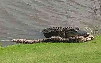 NAPLES, Fla. — Instead of taking off a hand, like in the movie “Happy Gilmore,” this golf course gator is making a meal out of a python. Club member Pat Aydellot snapped a photo of the nature-based meal, which was posted on the Facebook page for The Classics Country Club at the Lely Resort in Naples even though Aydellot was playing at a different course at the time.