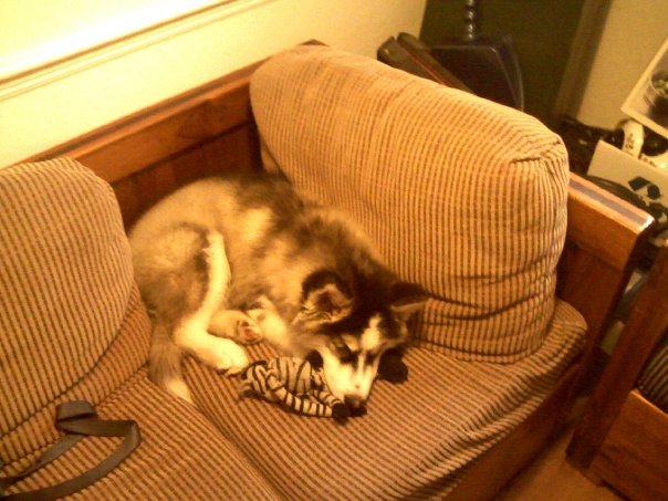 1931252_115009775334_8285_n