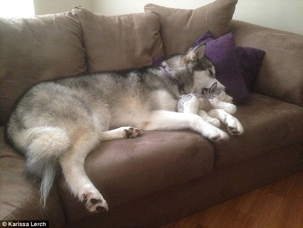 An 18-month-old Alaskan Malamute is winning thousands of fans online after her owner documented her relationship with her favorite toy. Before Karissa Lerch, 24, from Durham, North Carolina, bought Luca, she had wanted a dog for some time, but couldn't afford one. Eventually she bought herself a toy wolf from Toys-R-Us to tide her over. Years later, when she was finally able to get a real dog, Karissa was more than happy to offer her plush companion to the eight-week-old Luca. 'I passed the stuffed animal down to her and she has kept it by her side at all times ever since,' Karissa wrote on Reddit. 'It’s her baby. She carries it around everywhere and always has it with her when she goes to bed.' The toy dog was originally also named Luca, but as that became confusing, the family renamed the plush pop 'Mr Wolf'. According to Karissa, the toy is 'definitely not dog durable, but [Luca] is super gentle with it.' 
