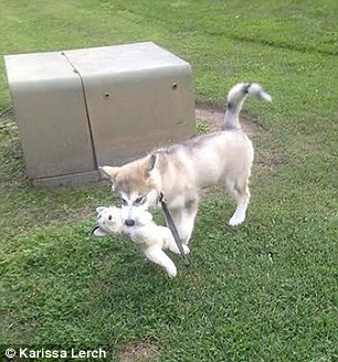 2F75F51000000578-0-image-m-12_1450385662436