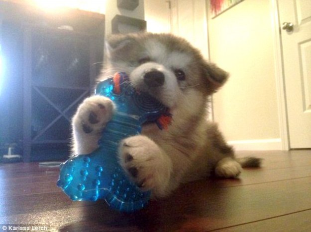 2F75F52600000578-0-image-a-5_1450385592866