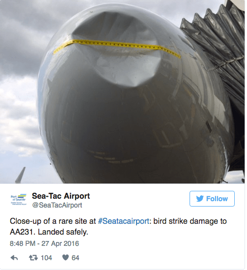 HP- American Airlines said in a statement that Flight 2310, bound for Dallas-Fort Worth International Airport, returned to Seattle “due to a bird strike, which struck the nose of the aircraft.” Airline spokesman Ross Feinstein said the plane “landed safely and taxied to the gate.” “Our maintenance team is currently evaluating the aircraft,” Feinstein added. Passengers were transferred to a different aircraft for the flight to Texas. The pilot told air traffic controllers, “Looks like we hit some birds after takeoff. We’re gonna need to go back and have the airplane looked at,” according ABC News, which cited LiveATC.net.