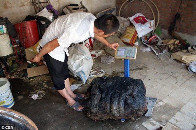A farmer in China is hoping to sell a rare mushroom so that her son could afford to find a wife. The woman, from the village of Xianghe, said her son, named Xiao Li, found the 176-pound giant mushroom a few days ago in a pond, reported People's Daily Online.   The family have shown the media their treasured fungus, known as Tai Sui, which is considered to be the medicine for immortality in traditional Chinese medicine. According to the report, Xiao Li picked up the priced fungus while catching fish in a pond near his house. He said at first he didn't know what it was. Li said: 'I touched a soft lump. At first I startled, then I examined further and realised it was massive.'  He and his father transported the mysterious object home with a tricycle. Li then added: 'I looked up online and realised it is Tai Sui and it has medical value.'  The family now hope experts could help them value the fungus which they keep in their warehouse. Li's mother is especially glad about the prized find. She told Chinese media that she expected the mushroom to bring the family a handsome profit. She added that her son is still single, so she hoped the money could help him to afford a wife.According to Chinese news site QQ, Tai Sui has multiple layers, ranging from a tough, yellow exterior to a delicate, pale cream interior.  The delicate interior is considered the most prized part and commands the highest prices. Experts believe the growth is a rare combination of bacterial, molds and fungus, which normally grows on decaying wood. Although variations of the mushroom has been used for medicinal purposes in China and Japan for more than two millennia, it's promise of longevity has never been officially proven. However, some active compounds isolated from the mushroom were shown to have anti-cancer properties in human trials according to the National Center for Biotechnology Information. What's more, the legends that surround the mushroom's magical powers, which are supposed to help people live forever without getting old, means that it continues to be in demand today. 